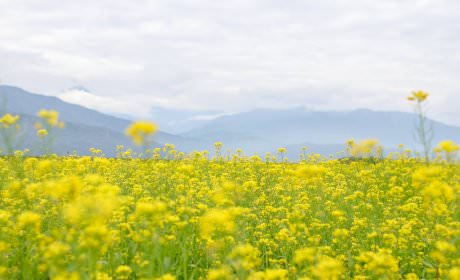 Những cánh đồng hoa cải vàng đẹp nhất Hà Nội