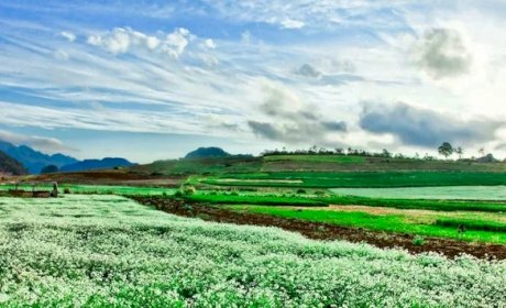 Moc Chau self-planned traveling experience